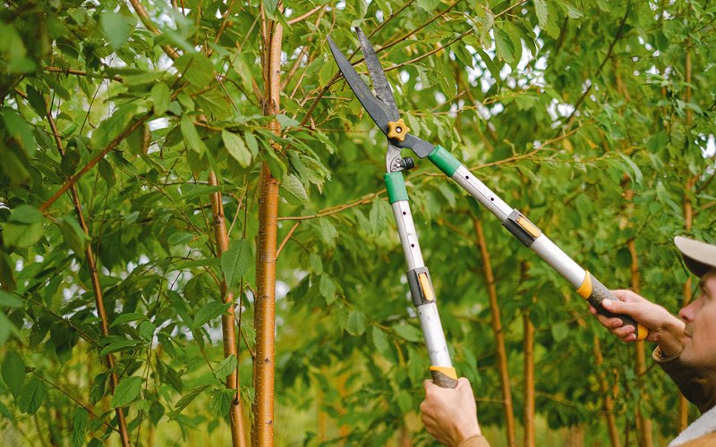 Tree trimming in Lansing, IA