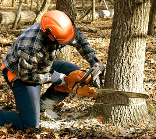 Tree Removal in Lansing, IA